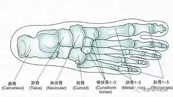 跗骨读音图片